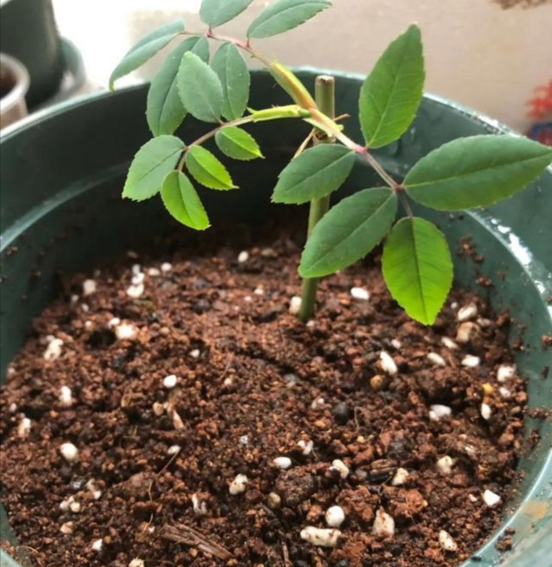 月季冬天也能扦插,只要做好这几个关键点,很快就能生根长新芽