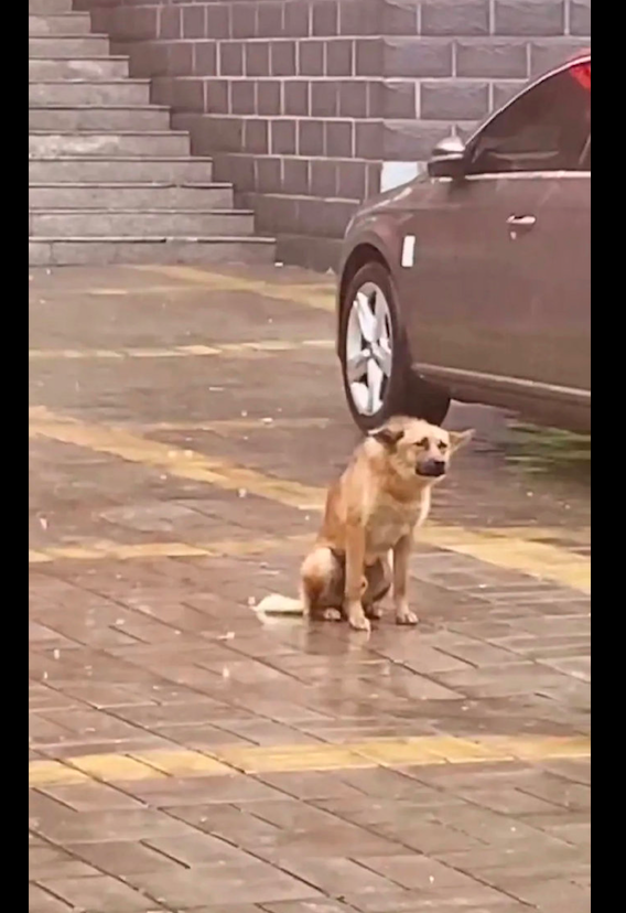 外面突然下起了大雨狗狗却坐在空地上表情很可怜昨晚失恋了