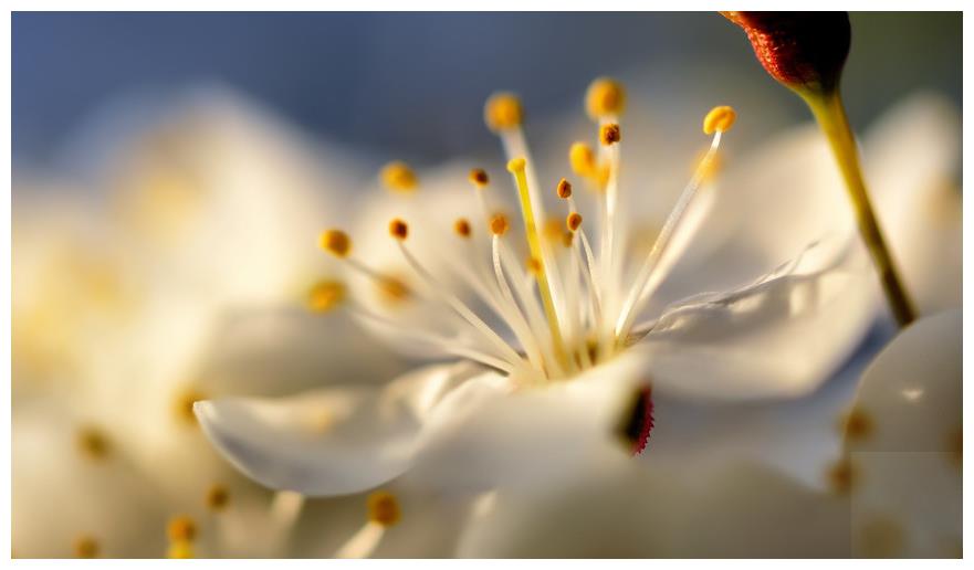 冬季养花 留意7点 让爱花健健康康过寒冬 冬季养花 留意7点 让爱花健健康康过寒冬