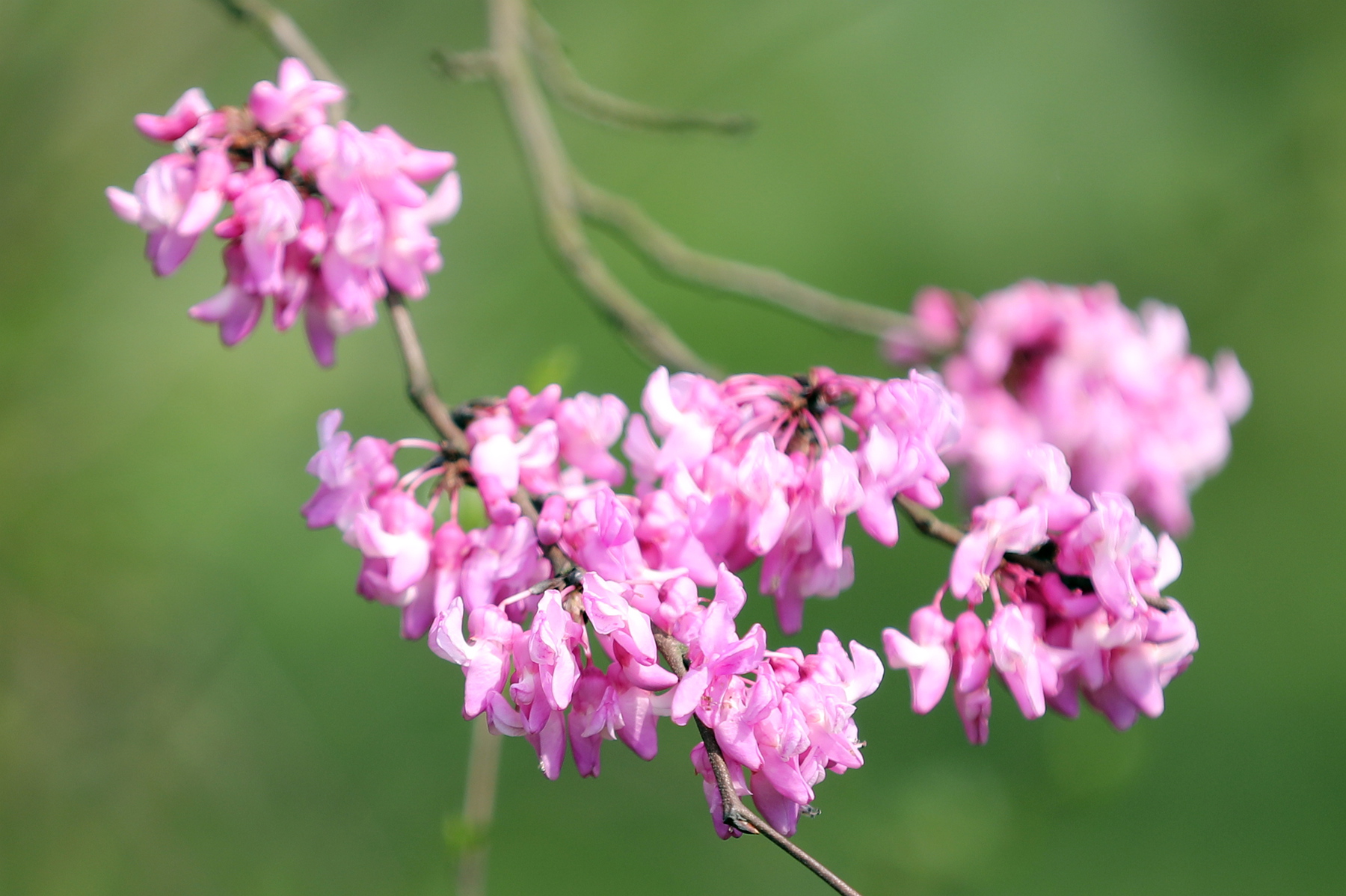 此花色彩鲜艳 珠圆玉润 犹如一颗颗紫色的珍珠 象征着聪明