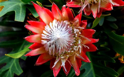 此花名为"王花",花语:富贵吉祥,花型奇特,观赏性价值极高_高清图集