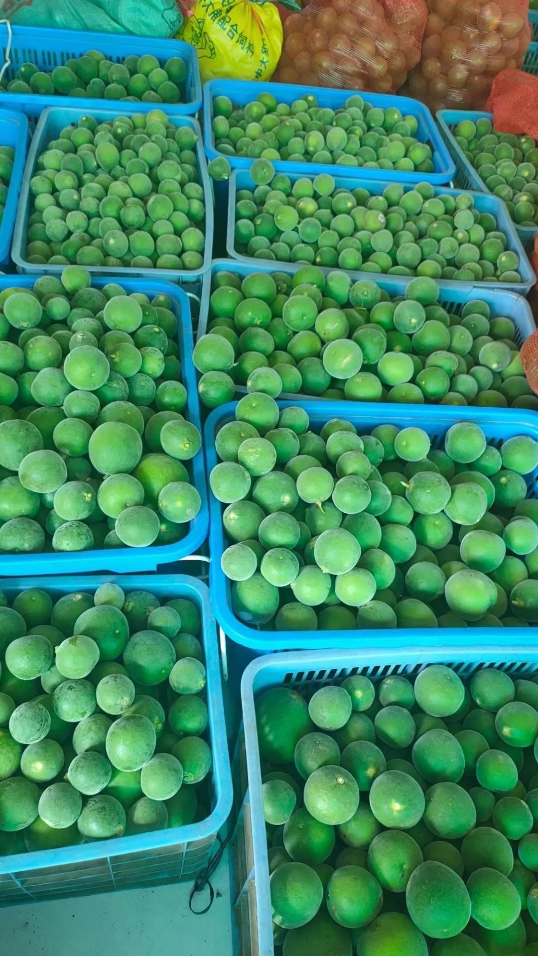 化州橘红生果已大量上市了粤丰化橘红提供优质服务