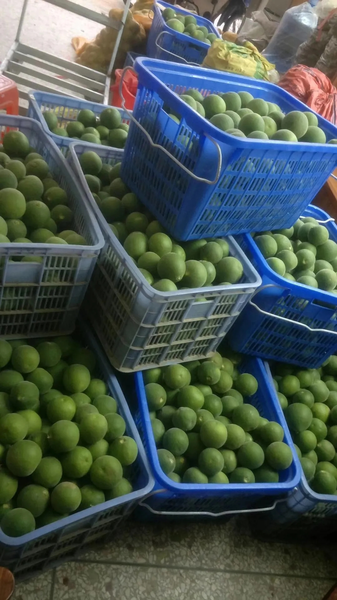 化州橘红生果已大量上市了粤丰化橘红提供优质服务