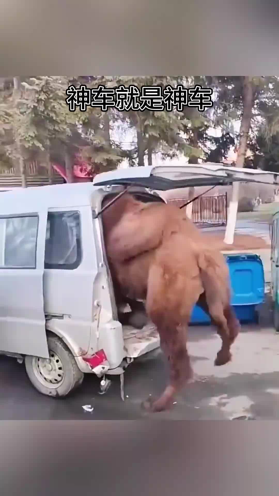 神车就是神车，骆驼都装得下