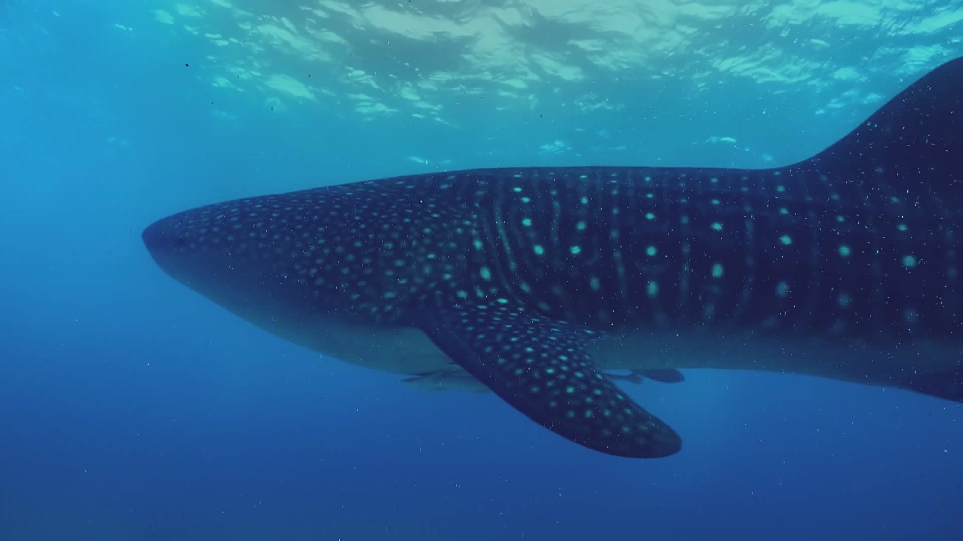 它是世界上最大的鱼与珊瑚刺鳐和鳗一样它来这里寻找食物
