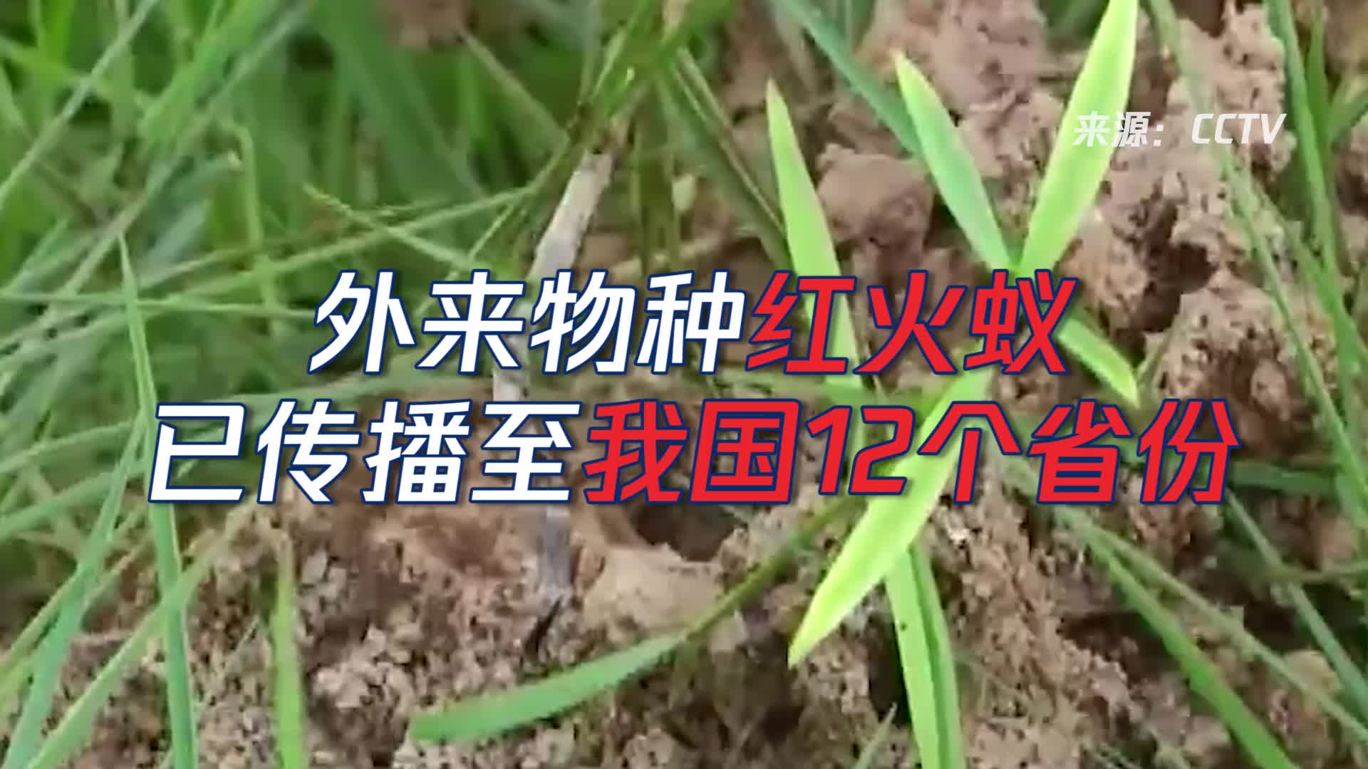 红火蚁入侵我国12个省份 这类人被咬了可能会丧命