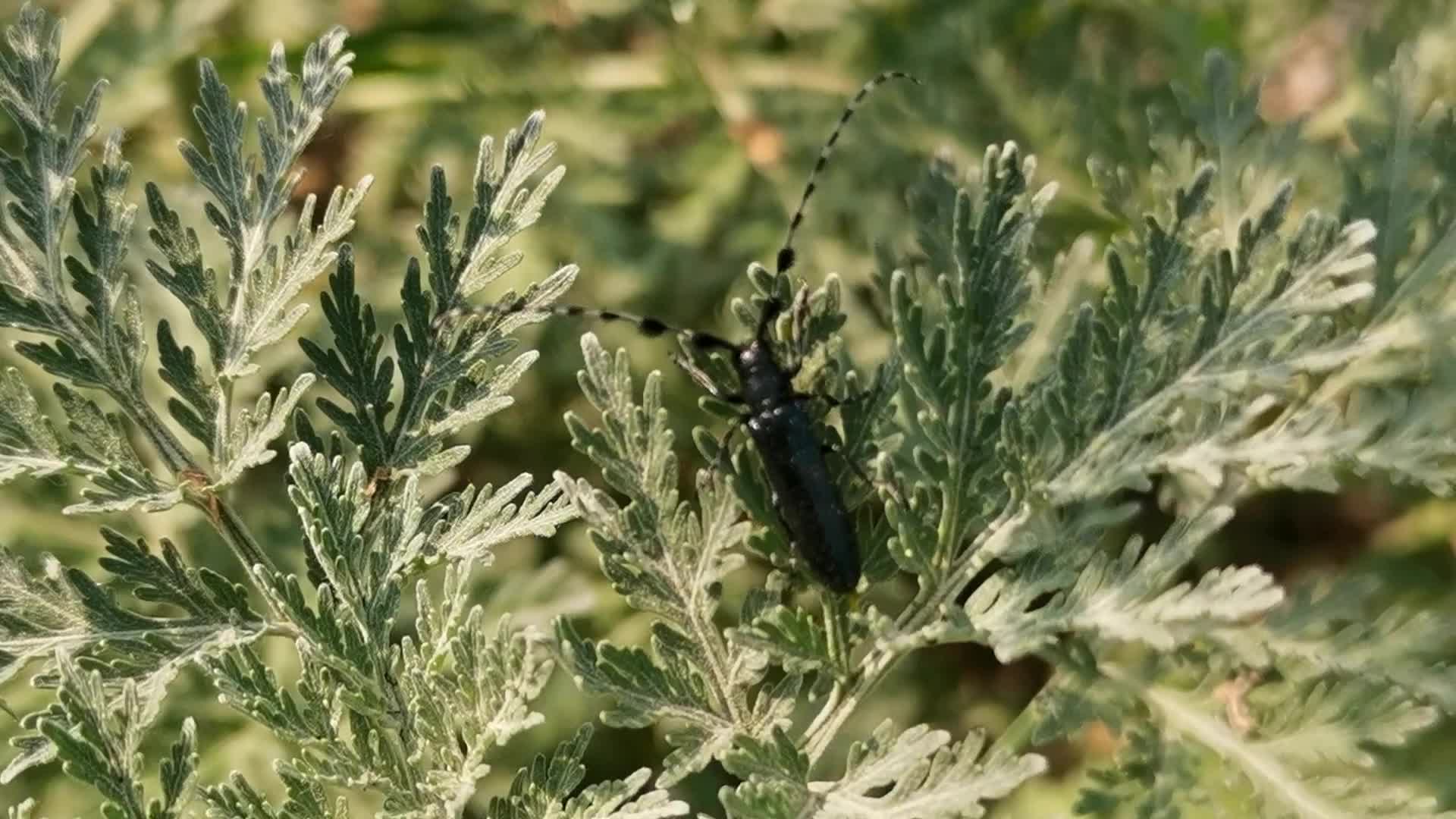 黑色天牛,原创视频