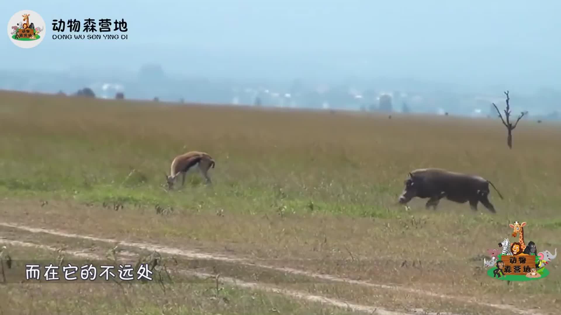 疣猪不想吃草改吃小羚羊！羚羊妈妈亲眼目睹，悲痛万分却无可奈何