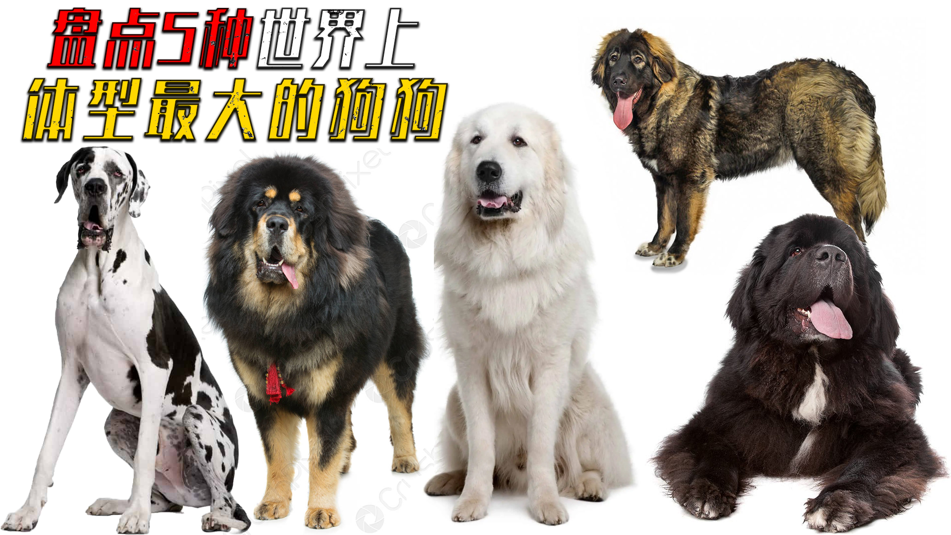 盘点世界上体型最大的5种狗,第二种能长到300斤,这大块头真威武