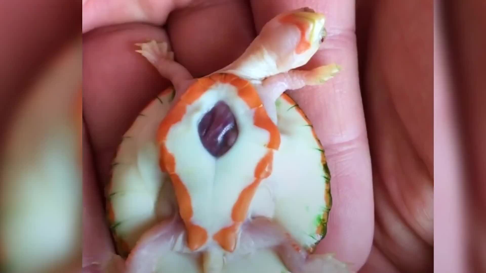 乌龟心脏裸露在外,都说活不下来,奇迹发生