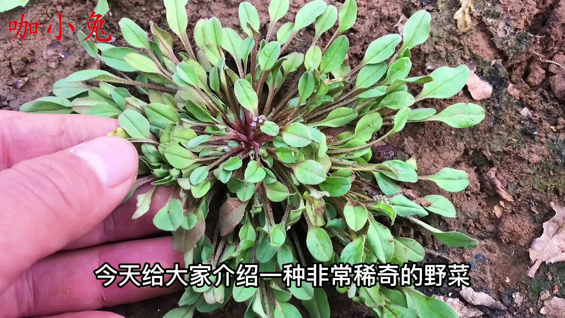 附地菜别名地胡椒好多人没吃过看看长啥样