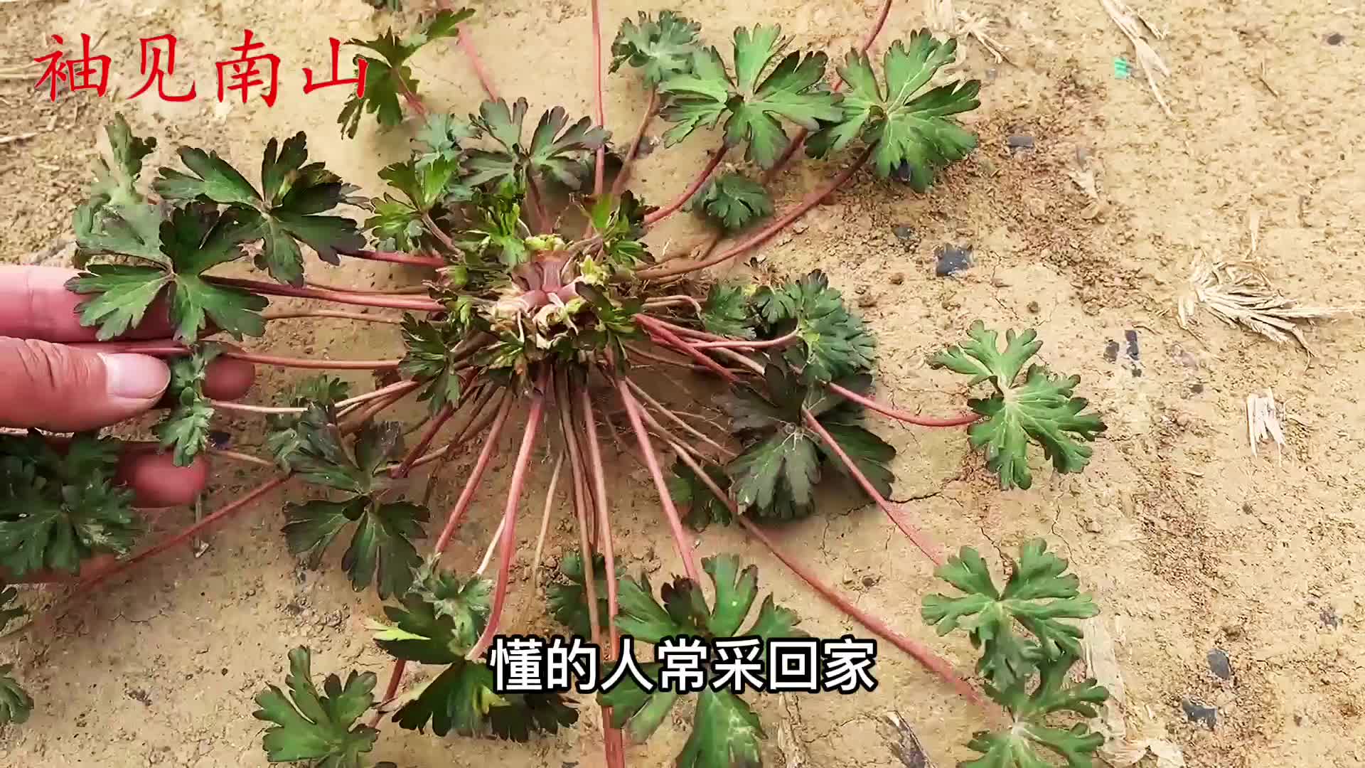 老鹳草别名仙鹤草农村老人为啥把它当宝看视频涨知识