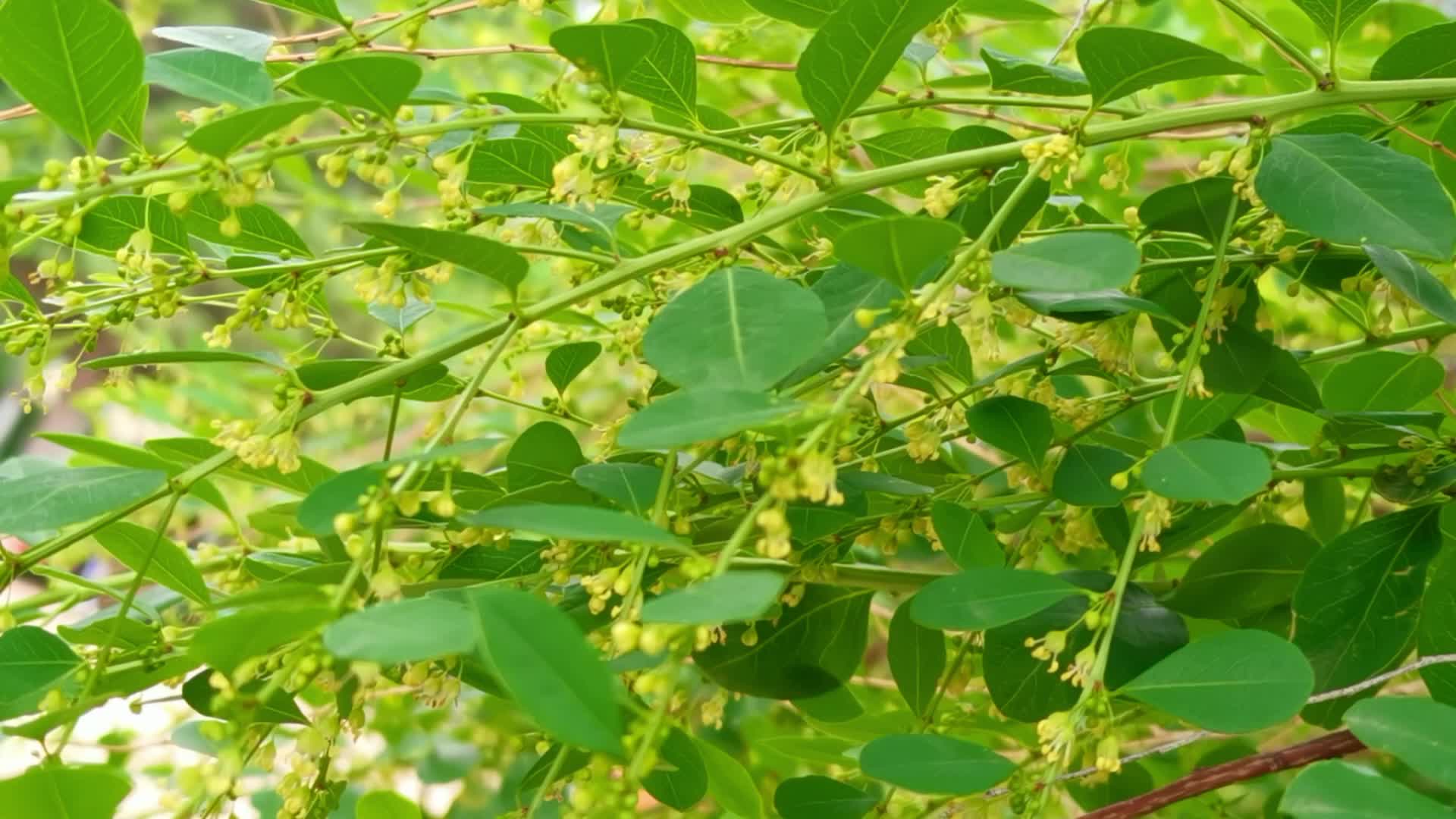 一叶荻也叫叶底珠小花原创视频