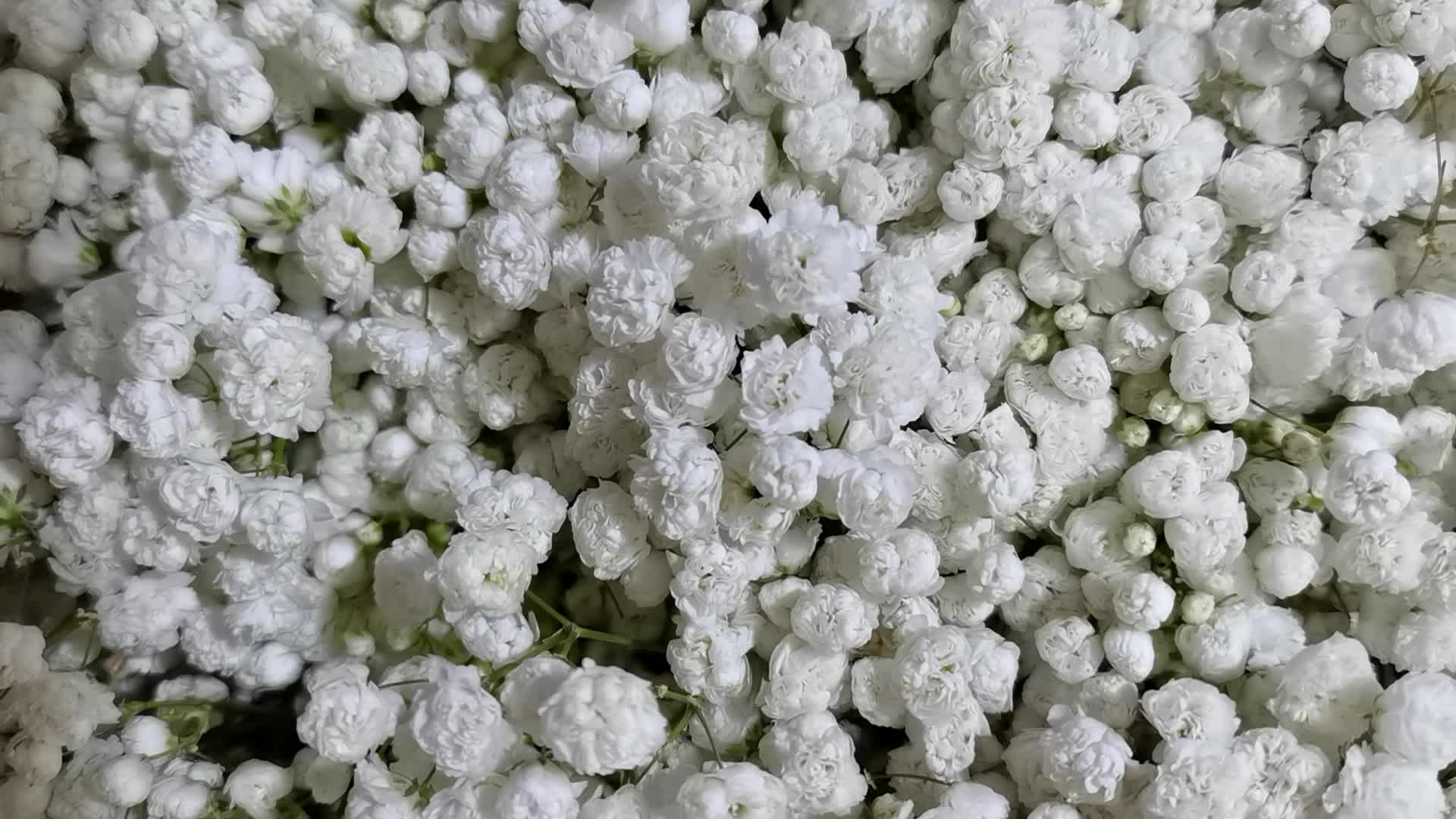 白色满天星原创视频