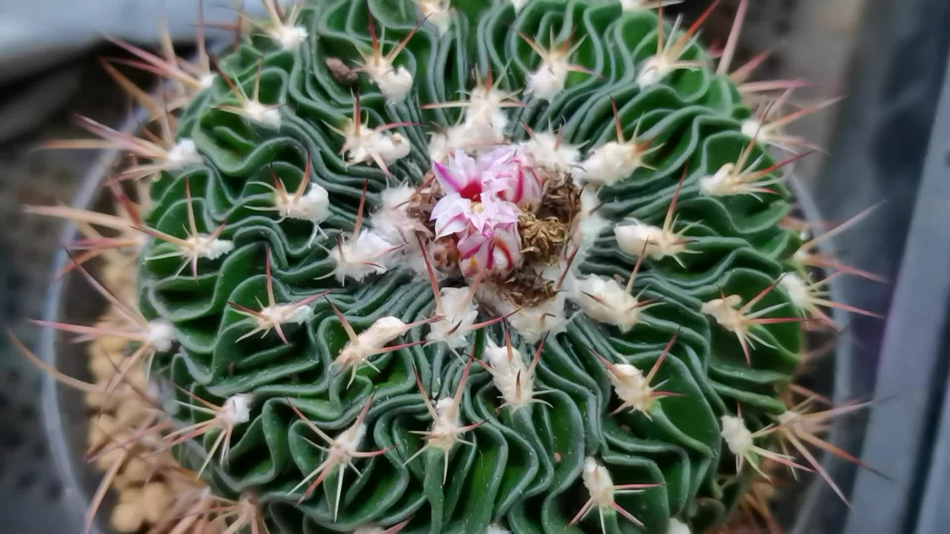 多棱仙人球原创视频