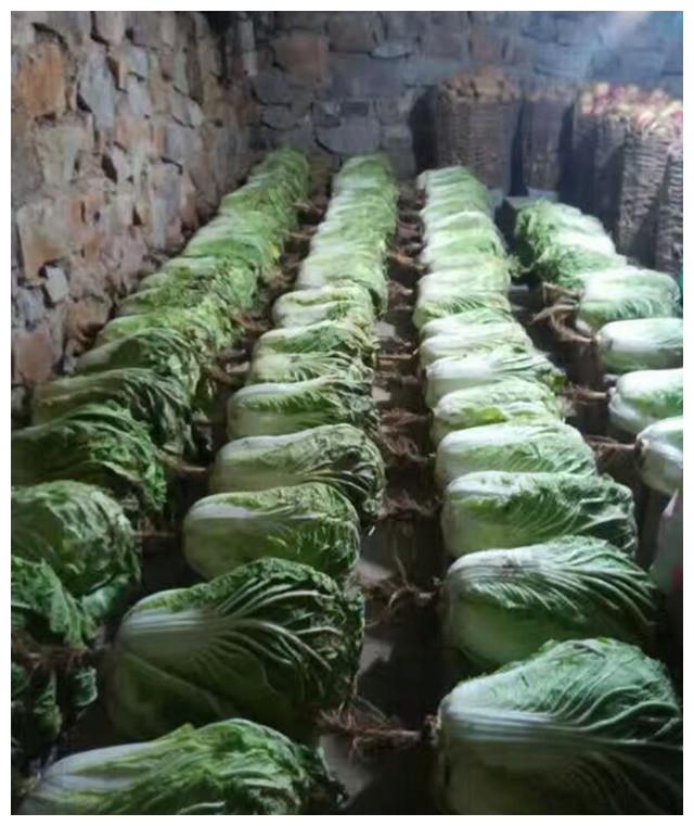 保存白菜时,教你3个方法,白菜久放不烂不发黑,新鲜好吃|地窖|纸箱子