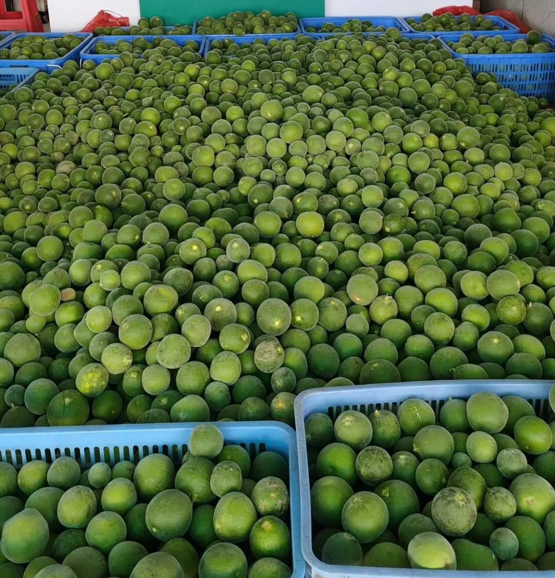 化州橘红生果已大量上市了粤丰化橘红提供优质服务