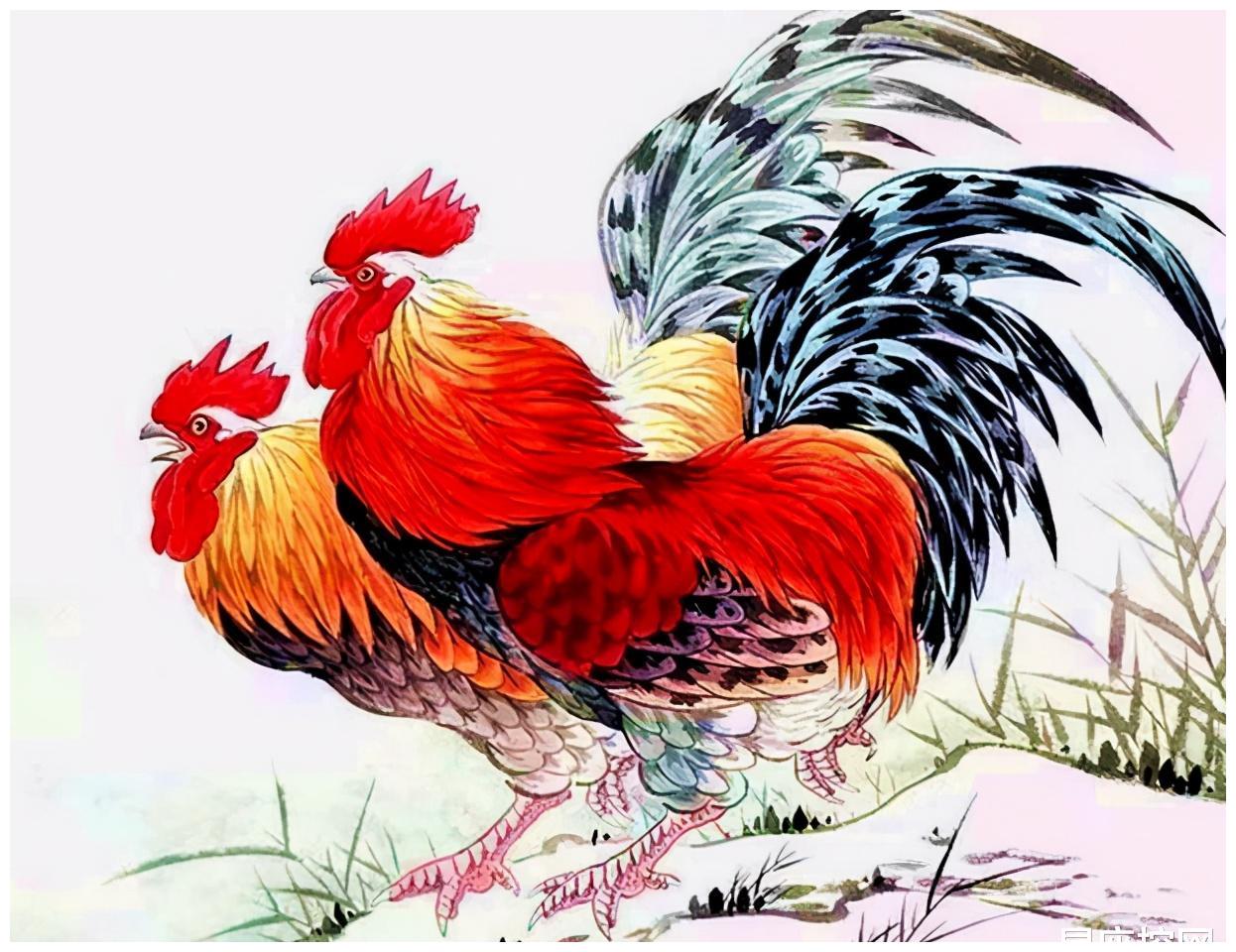 生肖鸡金鸡独立在今年哪个月财运上佳生活变好值得把握