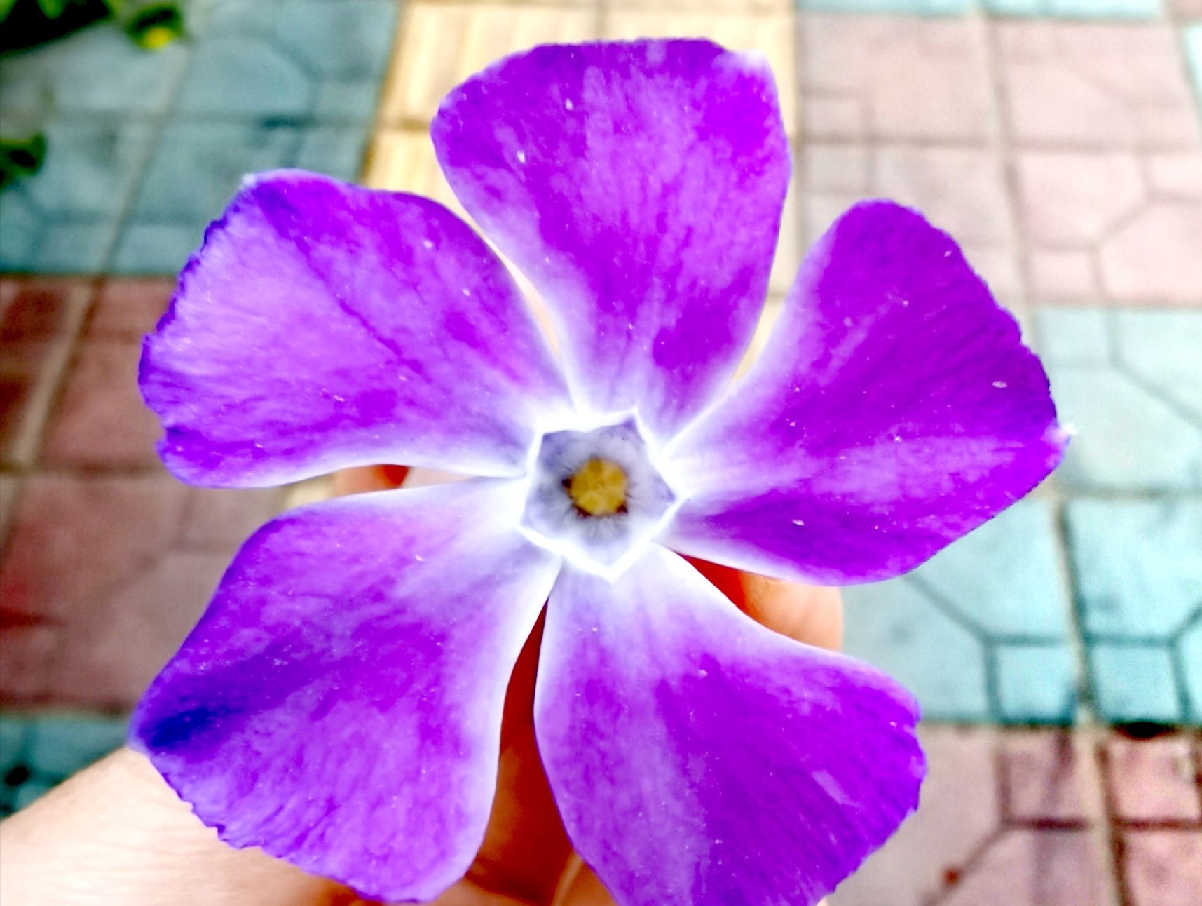 蔓长春花 是我听过最美的名字 蔓长春花 是我听过最美的名字