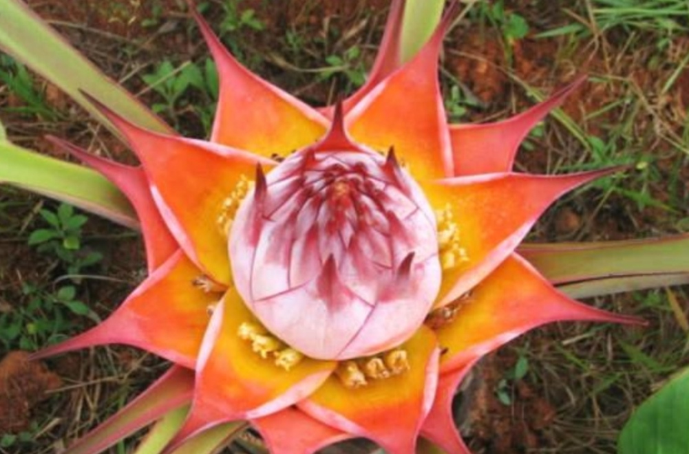 地涌金莲开金灿灿的大花朵被誉为佛教圣花还能用来做菜