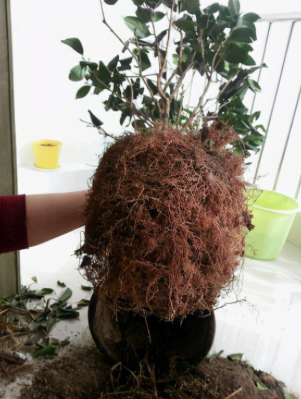 茶花掉叶子3步操作不能少懂得取舍花开硕大娇艳