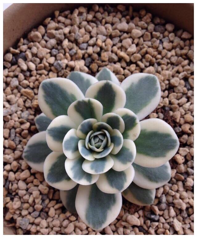 富士锦多肉 常被人当成假多肉 养好它你就是大神了