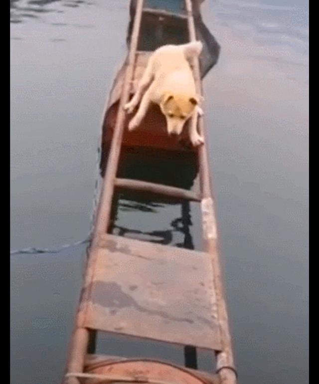 中华田园犬过独木桥,四肢全部用上完美过桥,智商果然很高!__财经头条