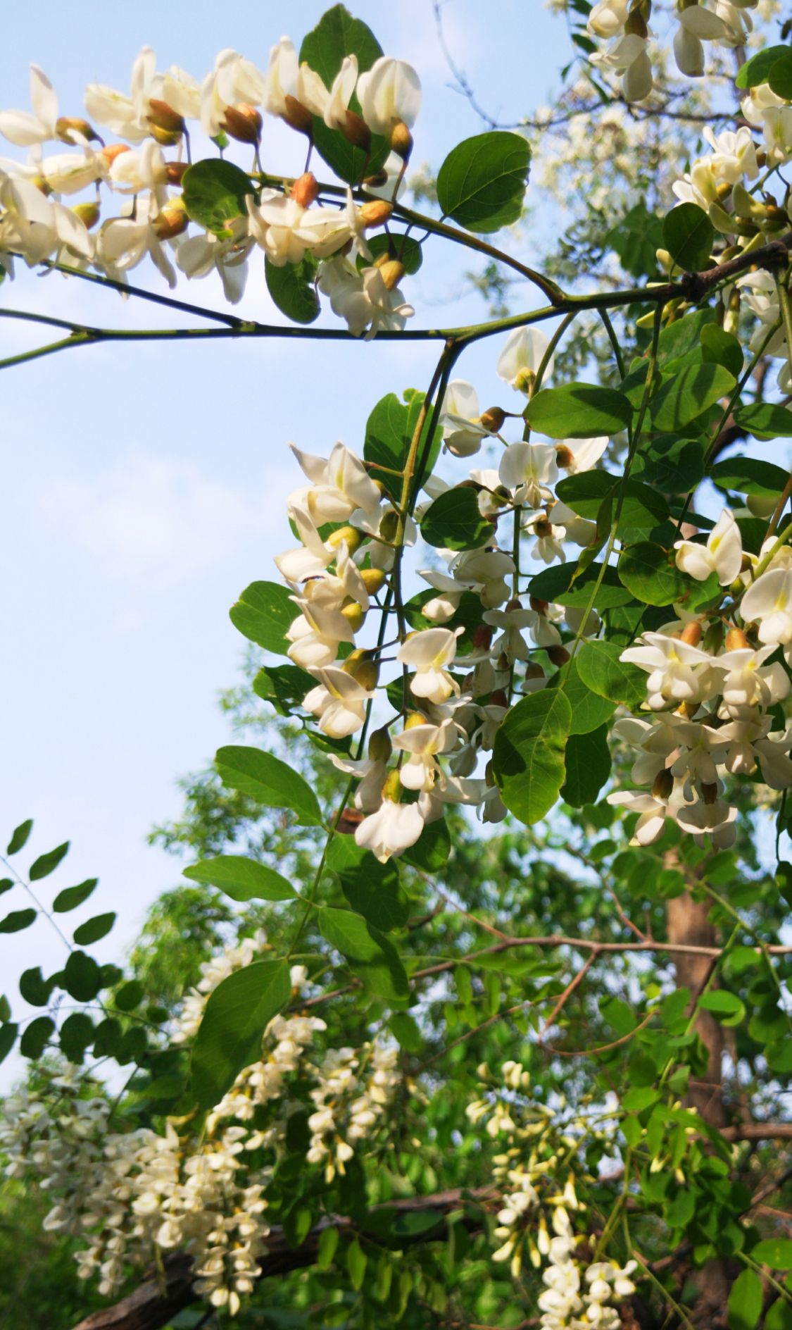 四月槐花馥郁香图片