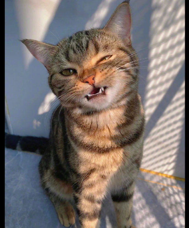 猫咪对着主人咧嘴笑,看着怎么有点瘆得慌,猫:我这是霸总歪嘴笑__财经