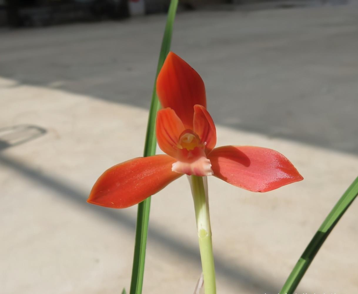 兰花名品"红河红",花色艳丽,植株优美,一杆双花,新手也能养