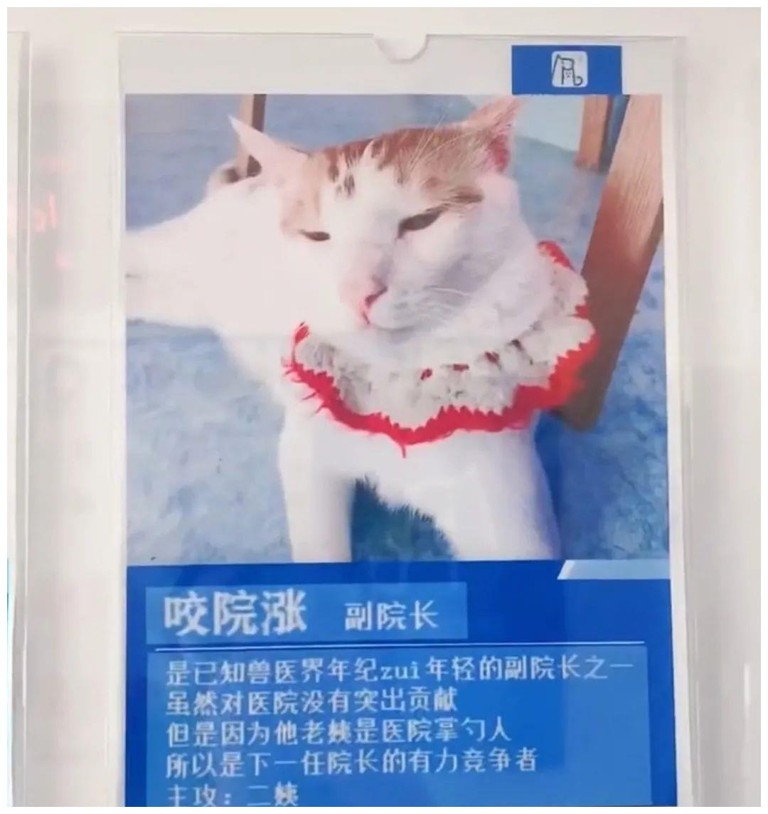 被强制绝育的橘猫，从此赖在了医院，还混成了副院长休闲区蓝鸢梦想 - Www.slyday.coM