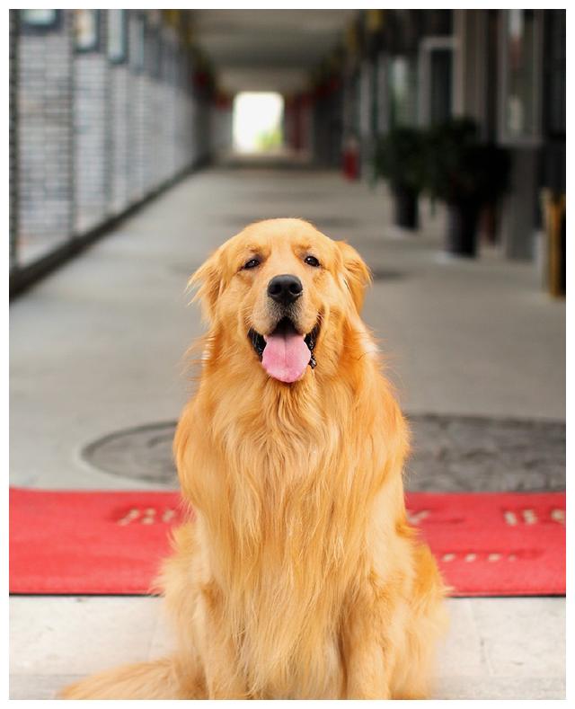 金毛属长毛犬,且毛发厚重,掉起毛来一点也不含糊.