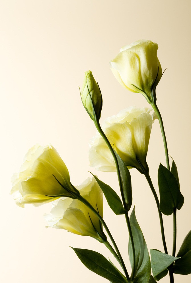 纯洁的百合花,它有着清纯可爱的花朵,像是小喇叭一样__财经头条