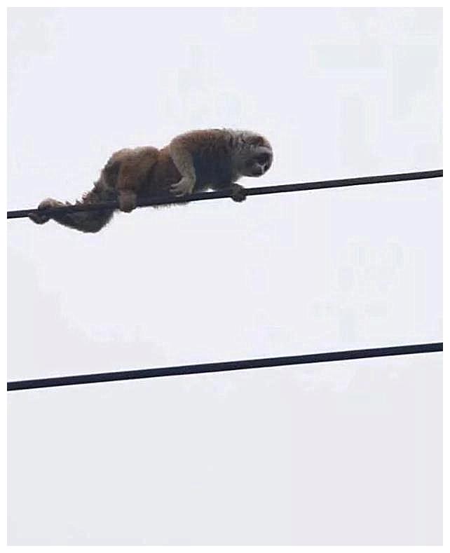 男子不由慌了:"这年头的猴子连电线都敢爬了,你当自己是孙悟空呀?
