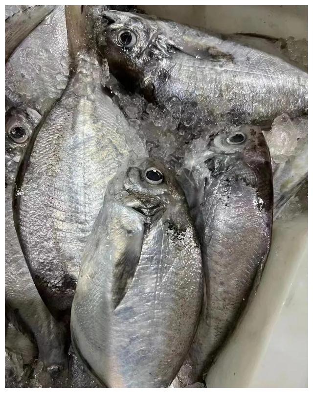 汕尾本港新鲜海鱼,怎么做都好吃的鱼__财经头条