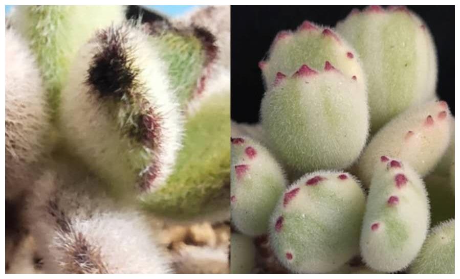 多肉植物熊童子与黑兔耳 为什么大家喜欢熊童子 来看一看分析吧 童子 兔耳 多肉植物 新浪新闻