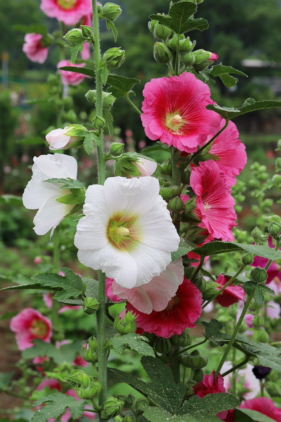 蜀葵,天府之国四川贡献给世界最美的礼物|植物园|蜀葵|山谷_新浪新闻
