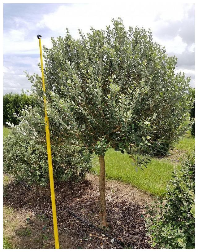 水果中华鲟"菲油果",食果,观叶,观花都能做到!