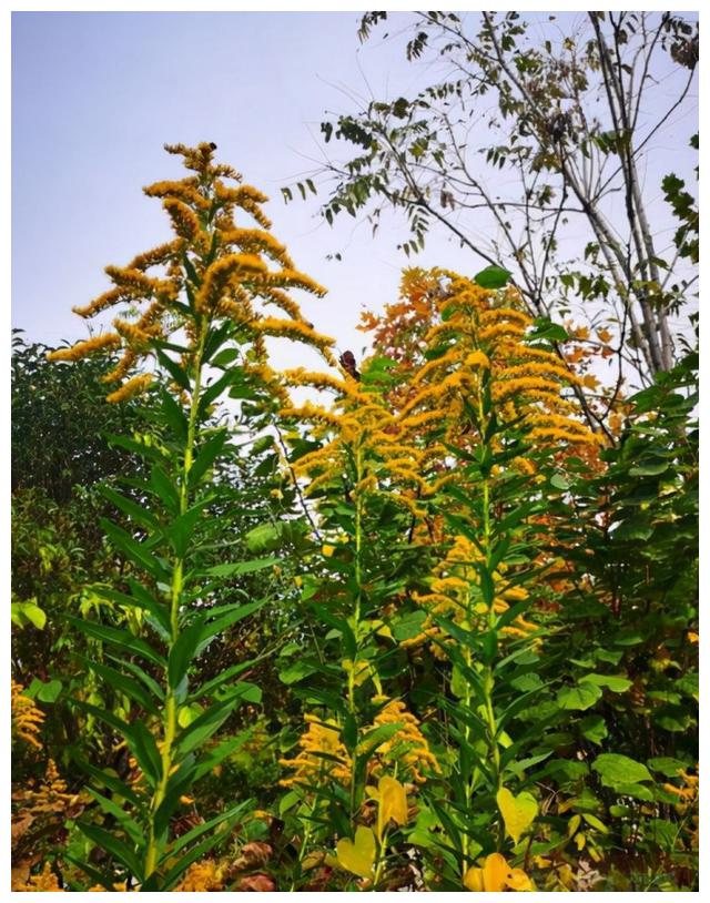 警惕外来物种入侵,加拿大一枝黄花出现在河南多地休闲区蓝鸢梦想 - Www.slyday.coM 警惕外来物种入侵,加拿大一枝黄花出现在河南多地休闲区蓝鸢梦想 - Www.slyday.coM