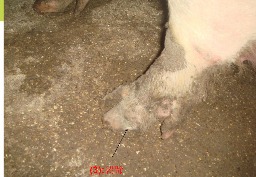 母猪裂蹄的原因及解决办法——猪知乐整理