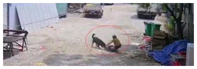 愤怒！福建老人被恶狗撕咬致死！目击者视而不见，恶狗扔无恙在家休闲区蓝鸢梦想 - Www.slyday.coM