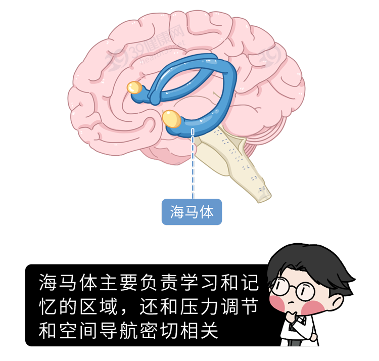 过大会导致海马体萎缩多伦多罗特曼研究所的一项研究发现对身体代谢
