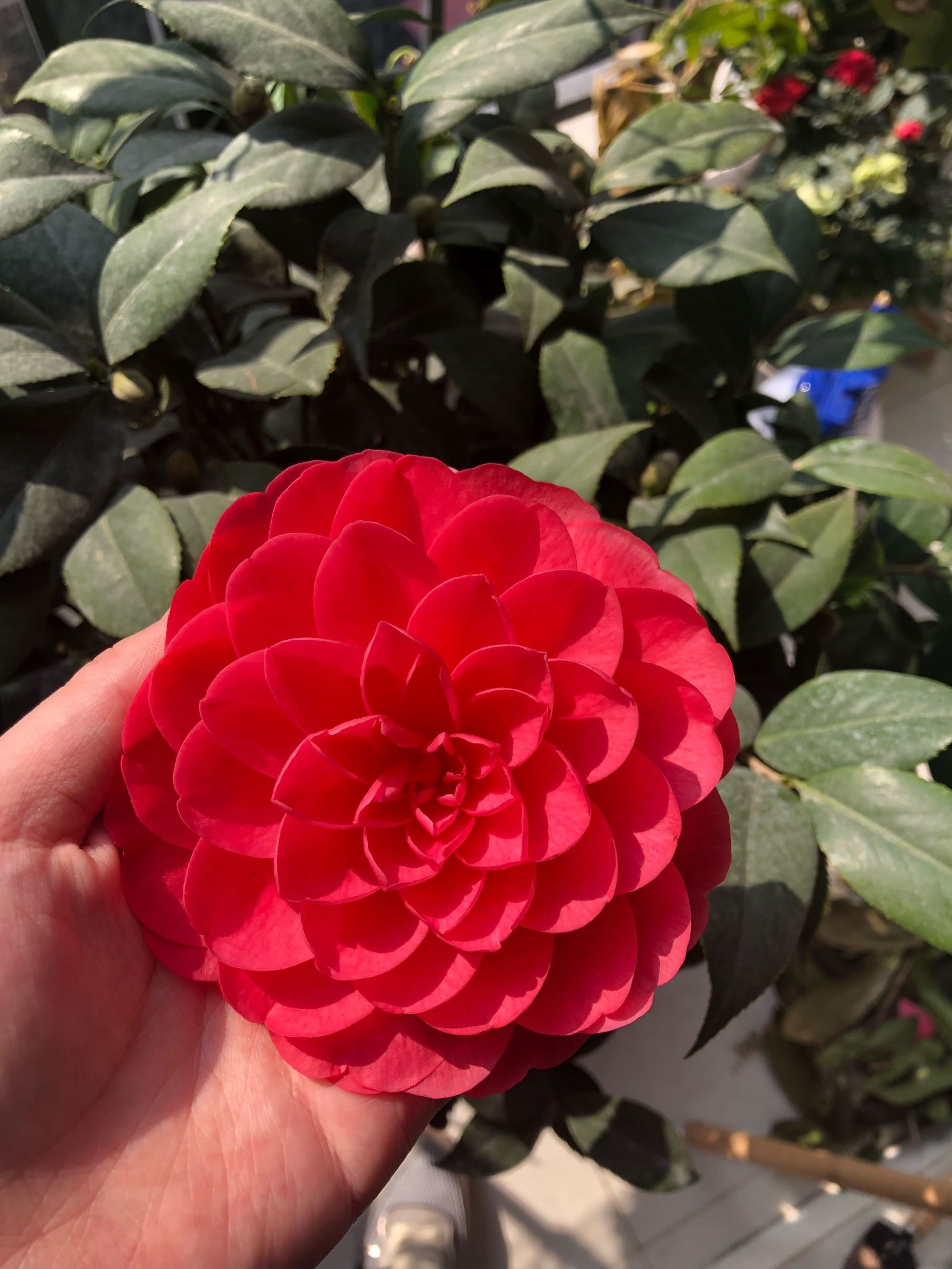 此种茶花适合新手养,养护容易,开大红花,漂亮又喜庆,花期也长