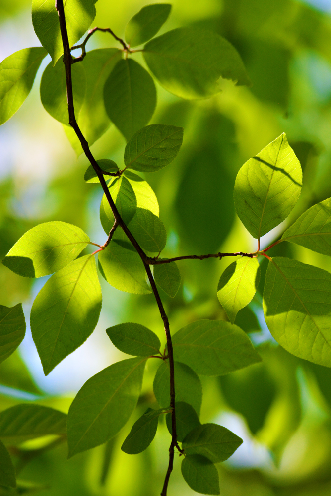 春天的稠李树叶,原创拍摄春天的稠李树叶,原创拍摄春