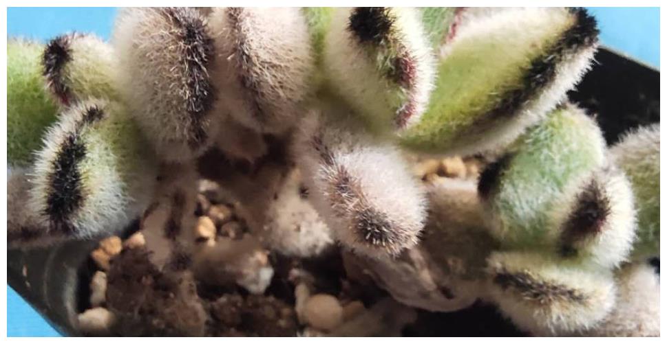 多肉植物熊童子与黑兔耳 为什么大家喜欢熊童子 来看一看分析吧 童子 兔耳 多肉植物 新浪新闻