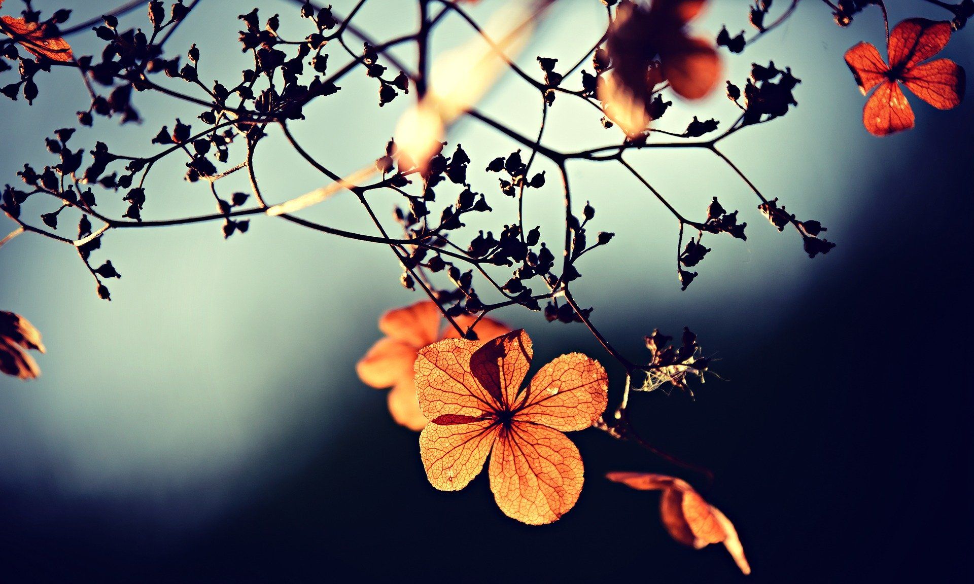 花儿图集 每一张都高清无水印 当壁纸素材 简直不要太好看 花儿图集 每一张都高清无水印 当壁纸素材 简直不要太好看