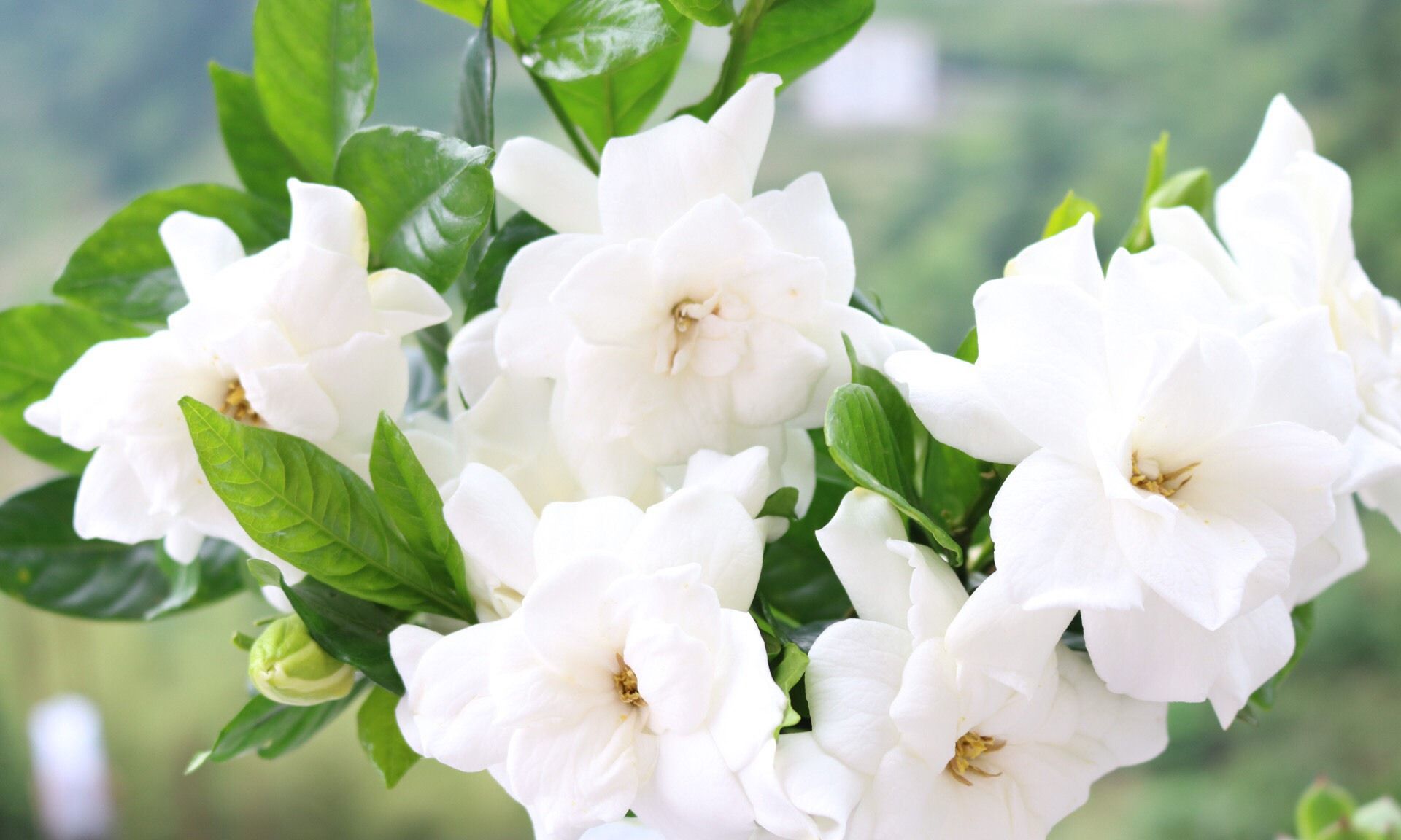 又到了栀子花开的季节,说说你跟它都发生了怎么样的故事呢_高清图集