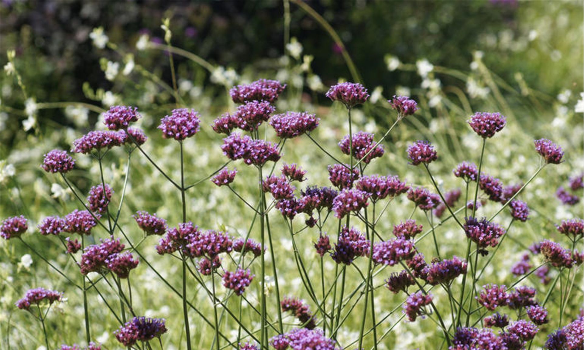 花卉赏认马鞭草