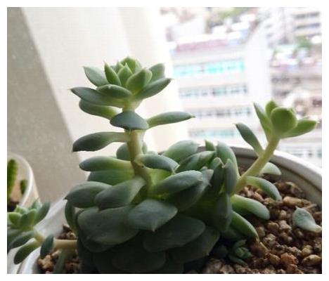 你家多肉徒长了吗 只需两招 也可以变得高端大气 多肉植物 光照 杆子 新浪新闻
