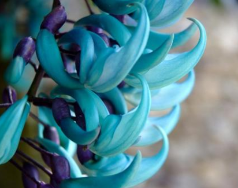 1/ 5彼岸花也叫做石蒜花,曼珠沙华,花叶终身必不会同时相见,一般有